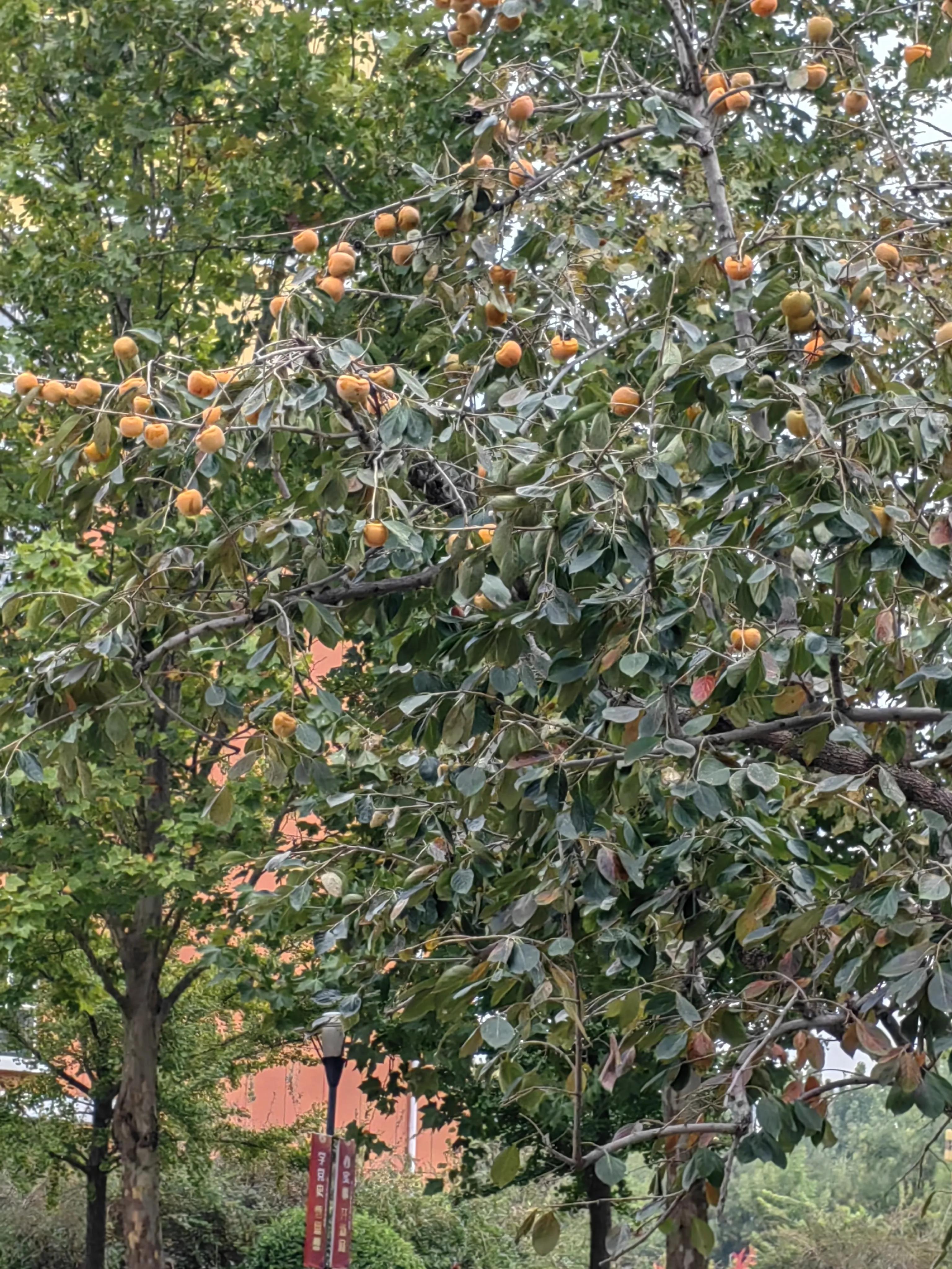 沧州深巷美食秘境探幽